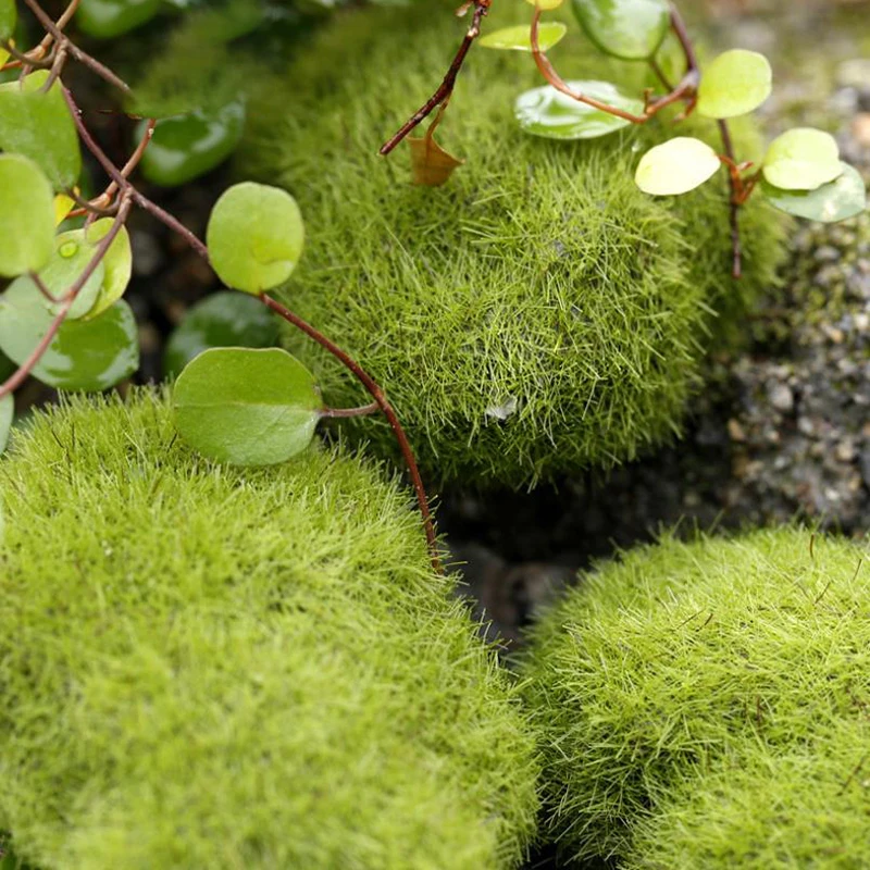 4Pcs Micro Landscape Artificia - Terrarium Moss Art recensione e prezzo