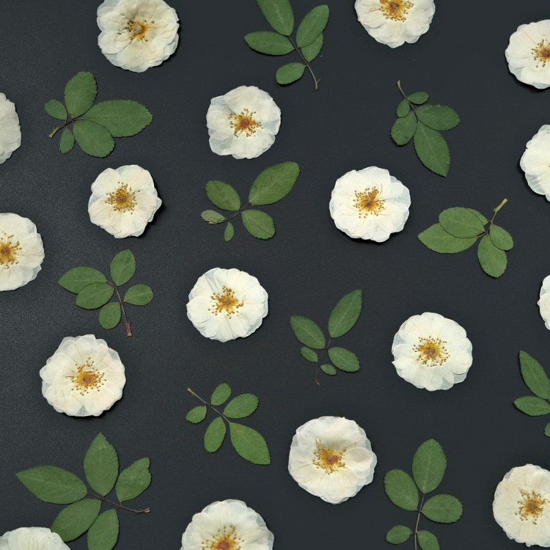 6pcs,9pcs,Nature White Rose Pr - Resin Craft Ideas recensione e prezzo