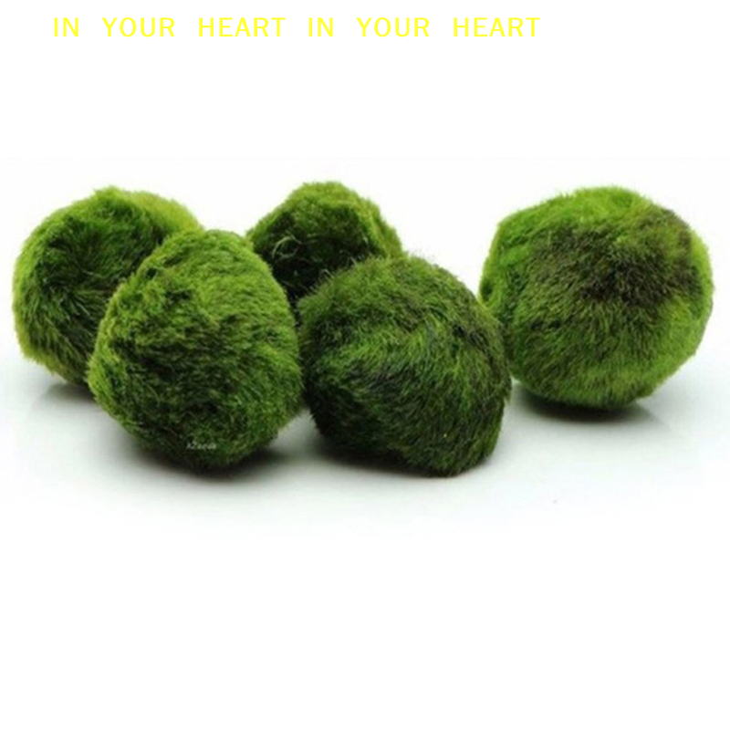 【X】3-4cm Marimo Moss Balls Liv - Terrarium Moss Art recensione e prezzo