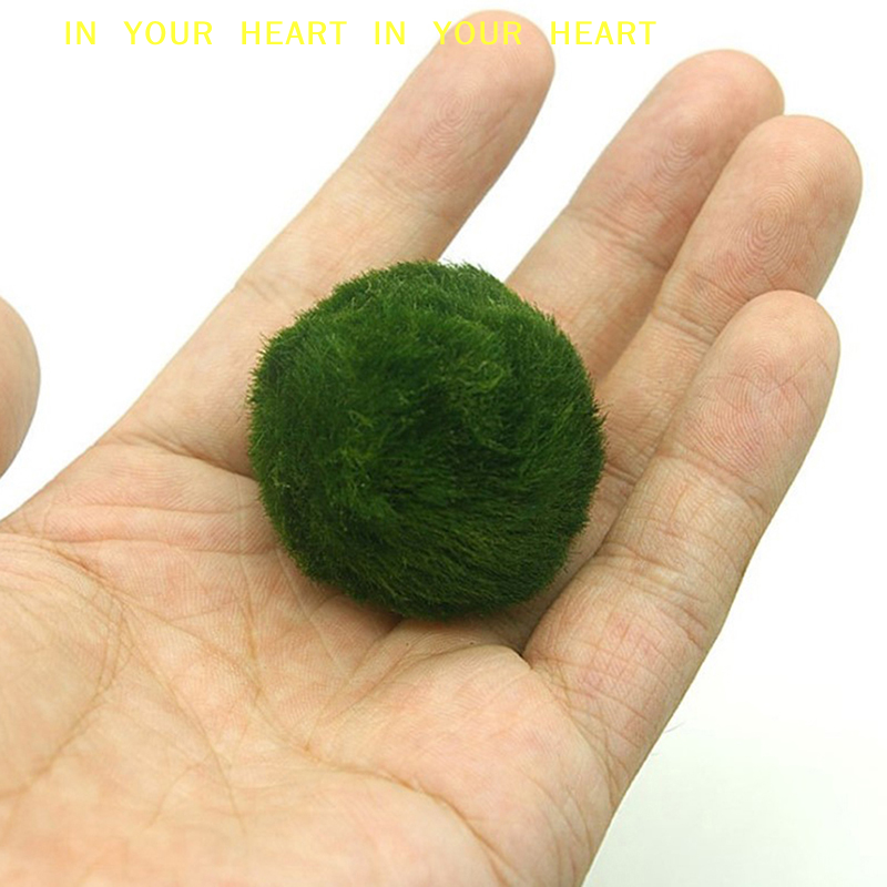 【X】3-4cm Marimo Moss Balls Liv - Terrarium Moss Art recensione e prezzo