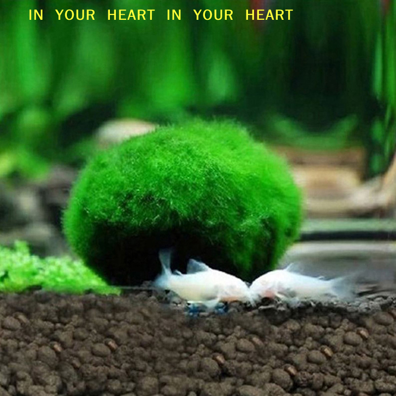【X】3-4cm Marimo Moss Balls Liv - Terrarium Moss Art recensione e prezzo