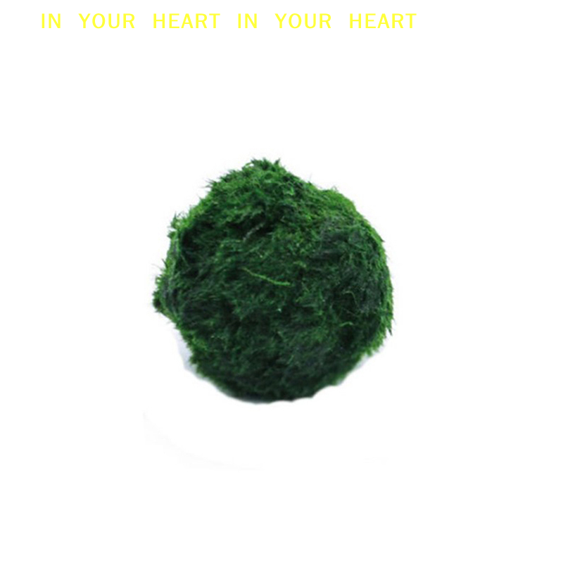 【X】3-4cm Marimo Moss Balls Liv - Terrarium Moss Art recensione e prezzo