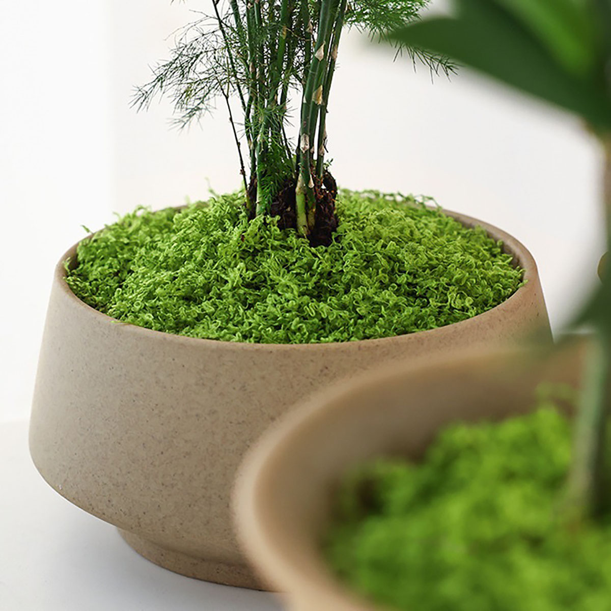 about 20g Artificial Green Pla - Terrarium Moss Art recensione e prezzo