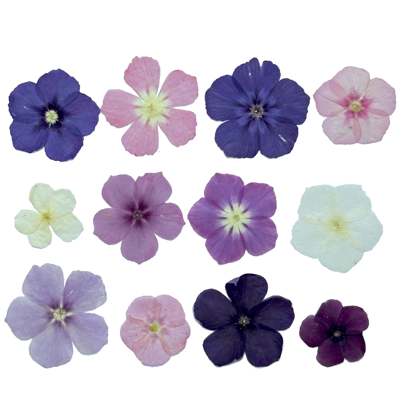 12pcs,Semi-Transparent Niche P - Resin Craft Ideas recensione e prezzo